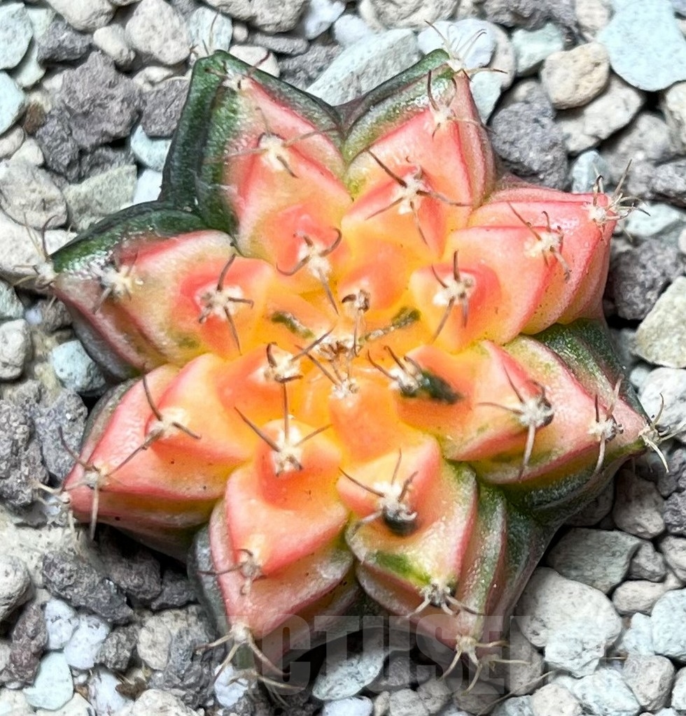 SHPR16672 Gymnocalycium mihanovichii f. variegata