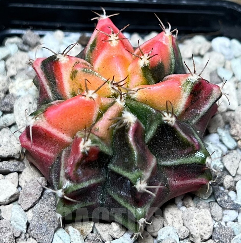 SHPR16676 Gymnocalycium mihanovichii f. variegata - Image 2