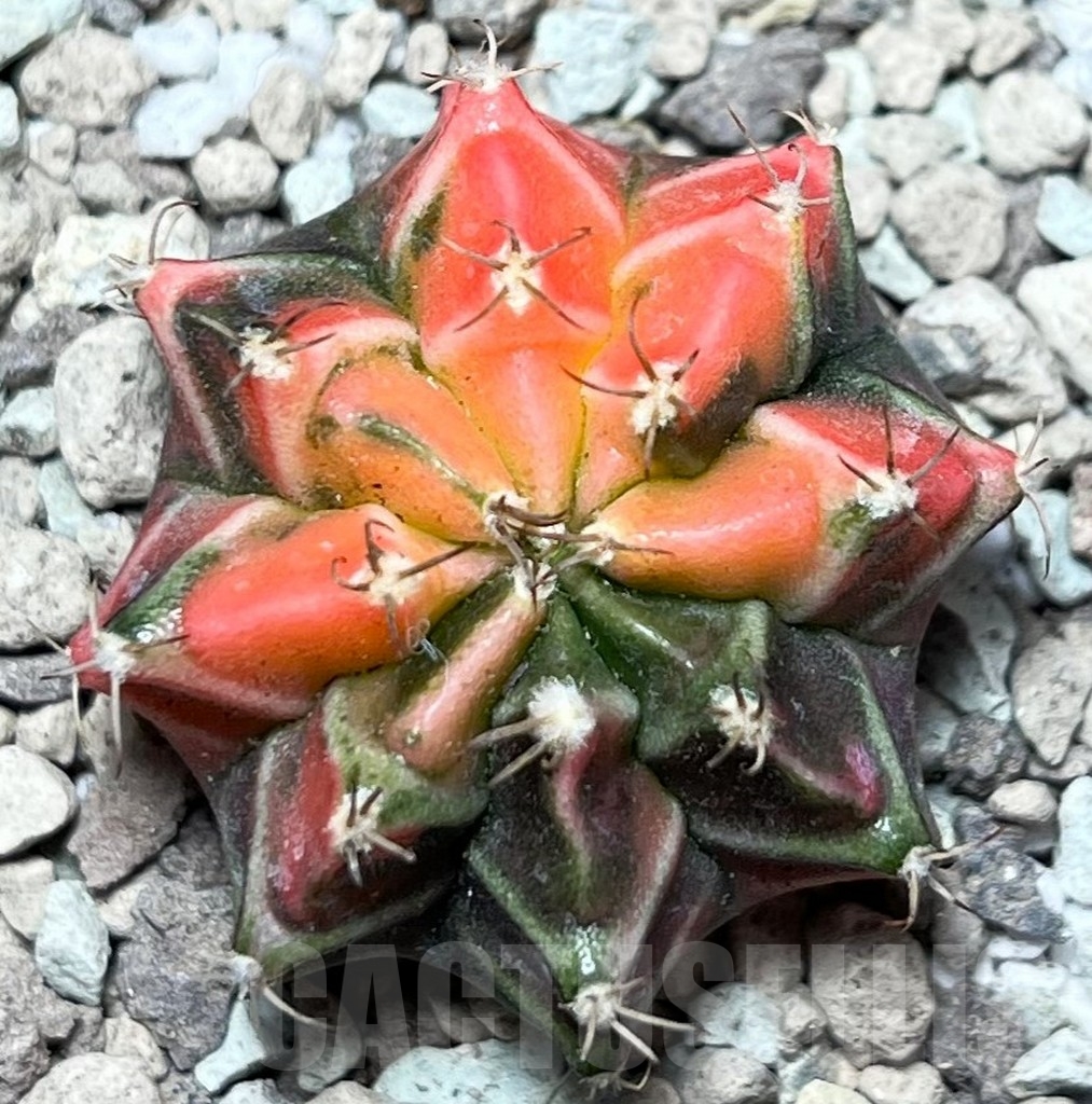 SHPR16676 Gymnocalycium mihanovichii f. variegata