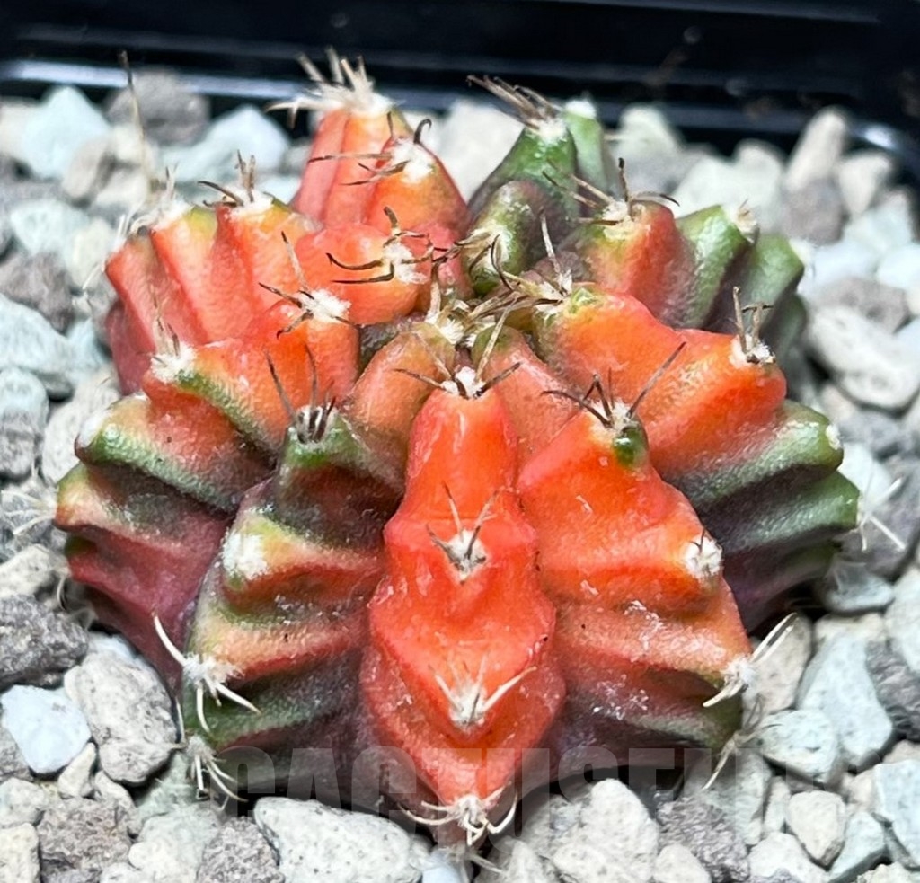 SHPR16677 Gymnocalycium mihanovichii f. variegata - Image 2