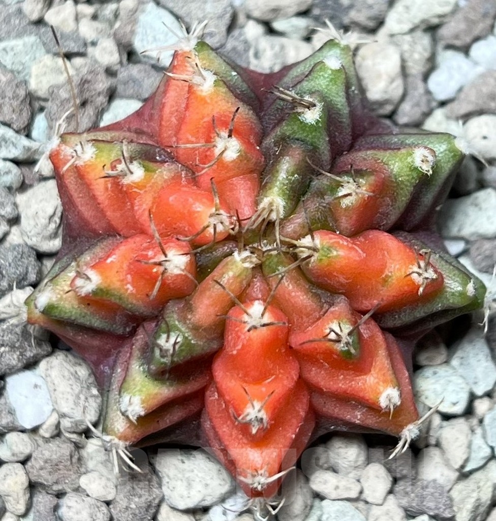 SHPR16677 Gymnocalycium mihanovichii f. variegata