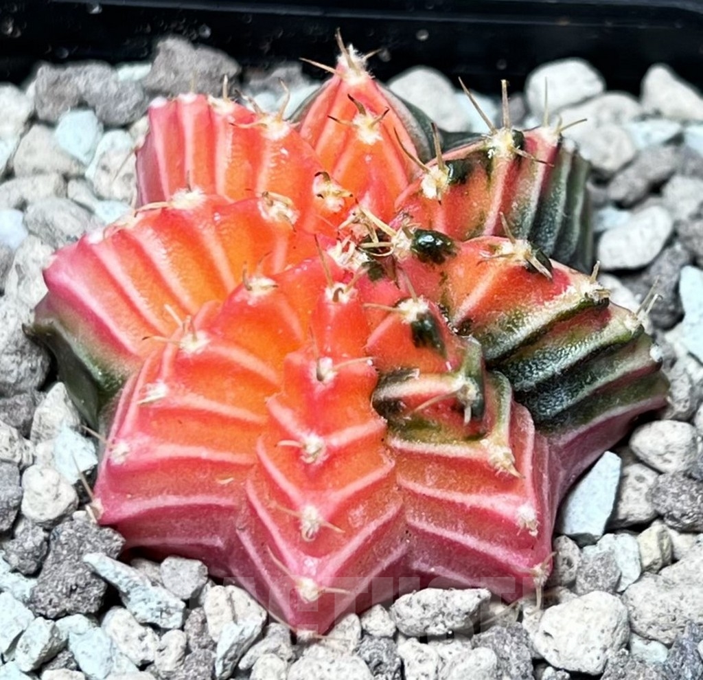 SHPR16678 Gymnocalycium mihanovichii f. variegata - Image 2