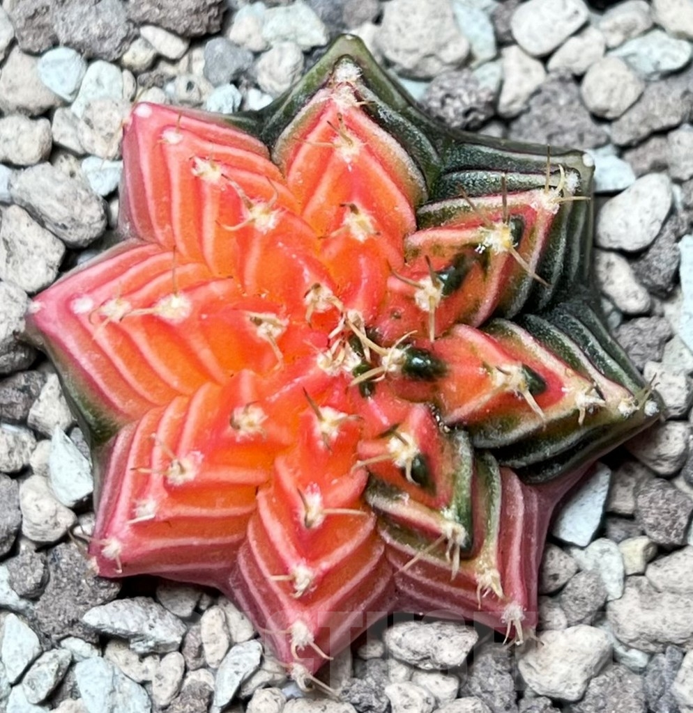 SHPR16678 Gymnocalycium mihanovichii f. variegata