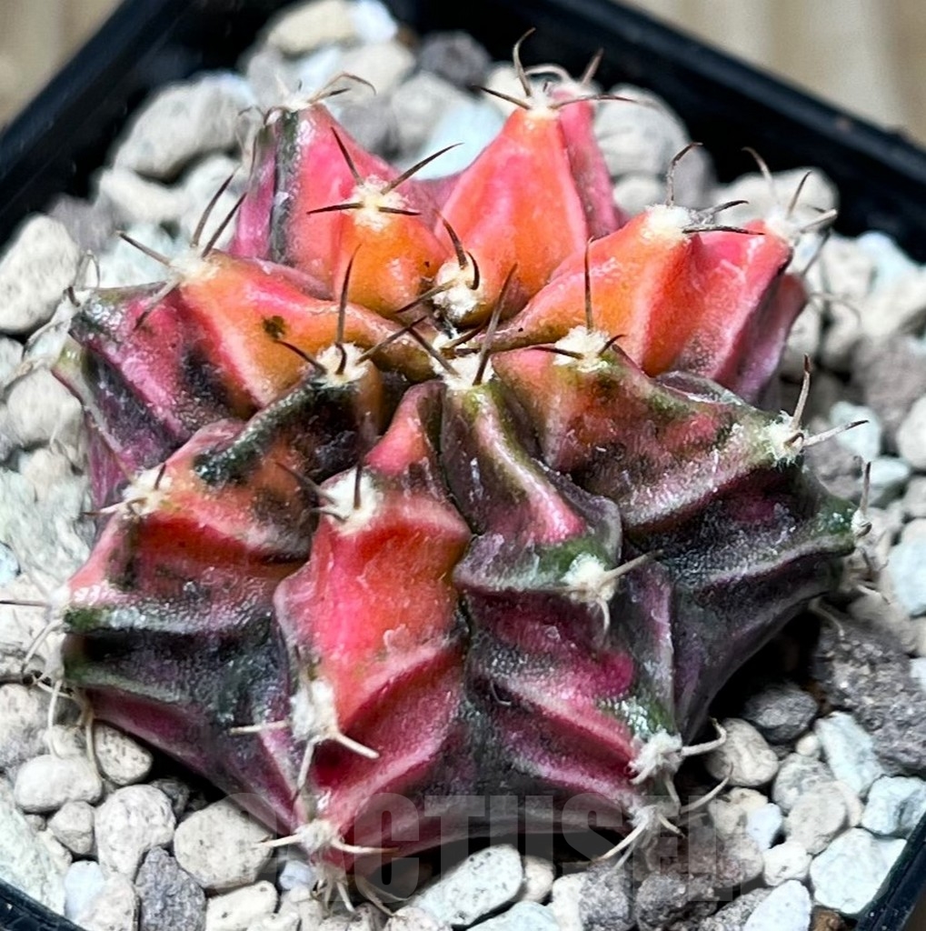 SHPR16690 Gymnocalycium mihanovichii f. variegata - immagine 2