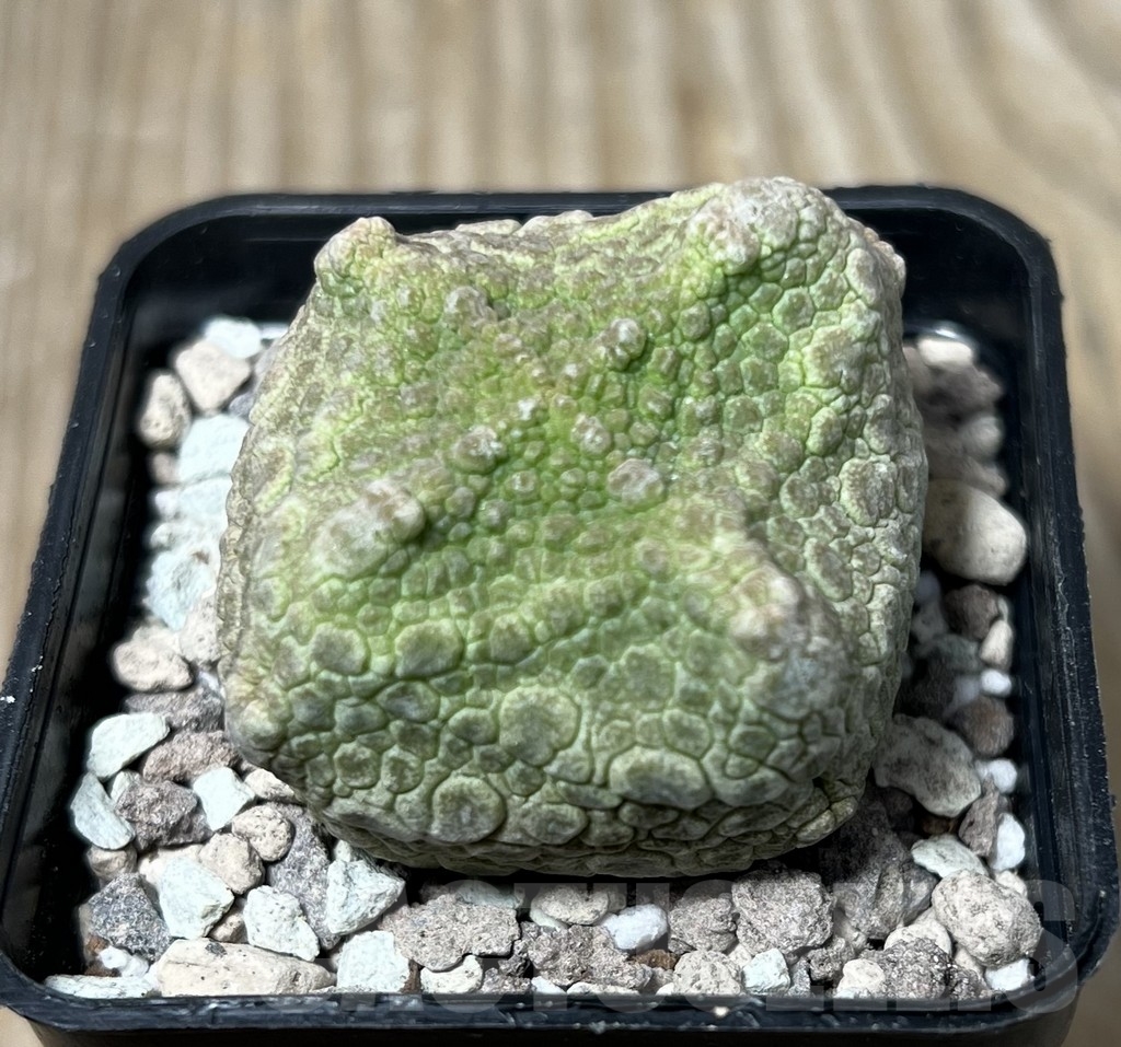 SHPR16725 Pseudolithos cubiformis