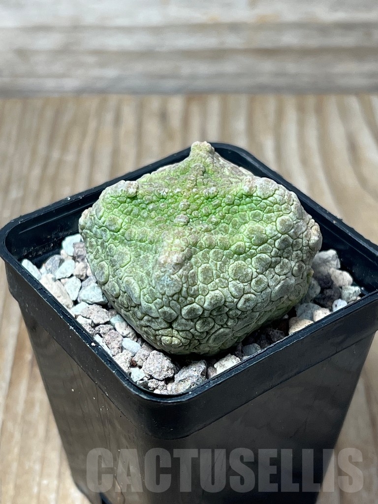 SHPR16725 Pseudolithos cubiformis - Obrázek 3