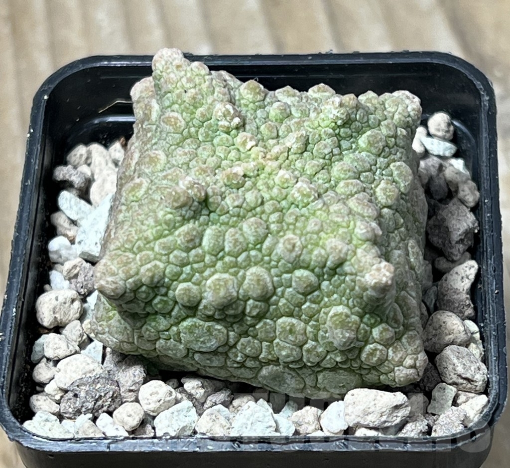 SHPR16726 Pseudolithos cubiformis - Image 2