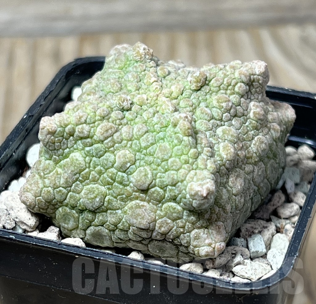 SHPR16726 Pseudolithos cubiformis