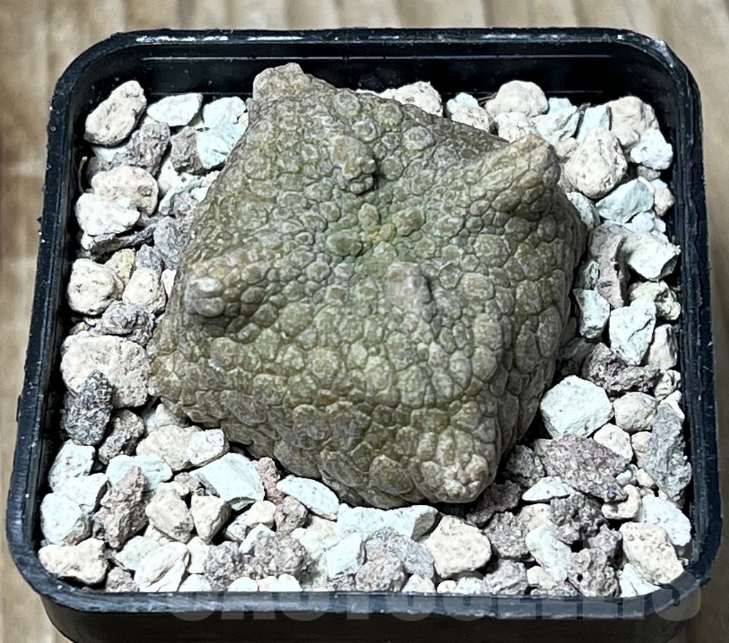 SHPR16727 Pseudolithos cubiformis
