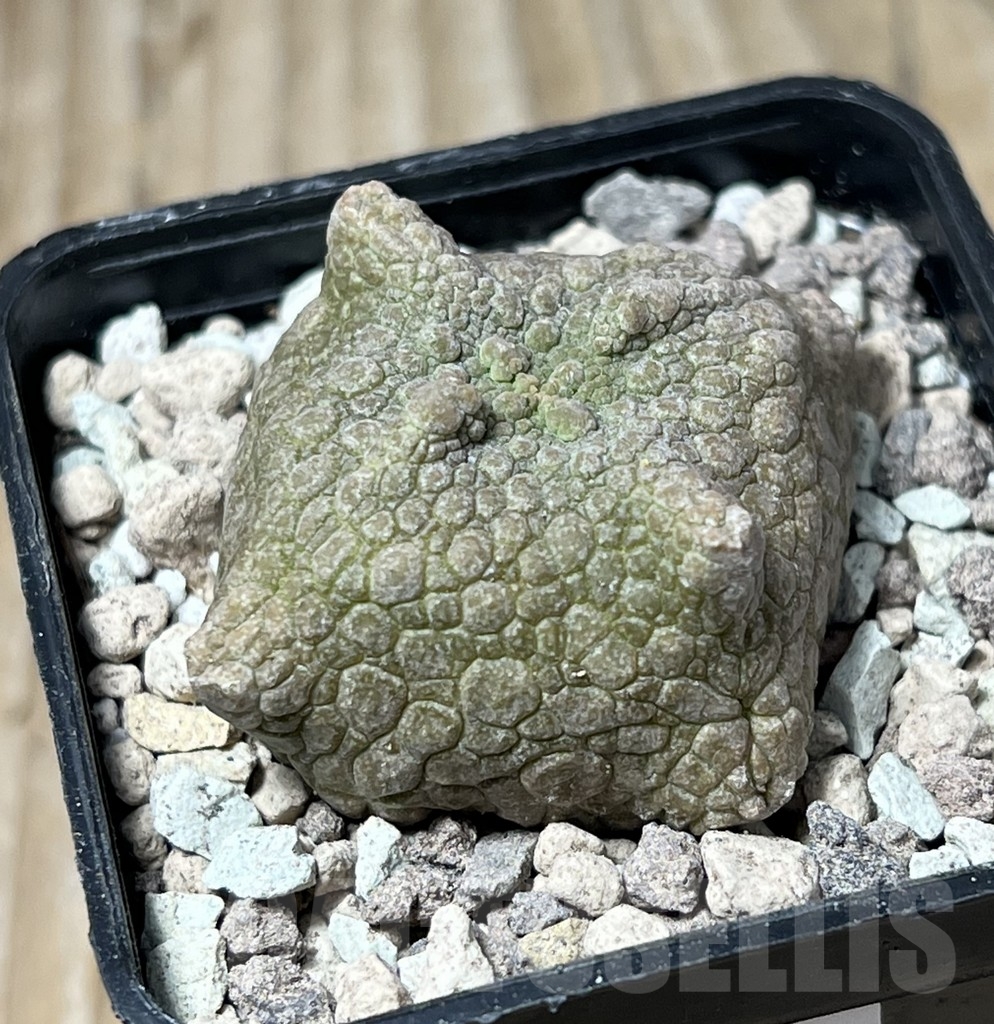 SHPR16727 Pseudolithos cubiformis - Image 2