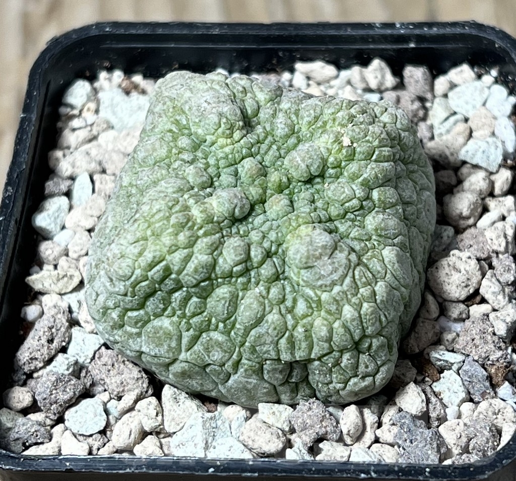 SHPR16728 Pseudolithos cubiformis - Image 2