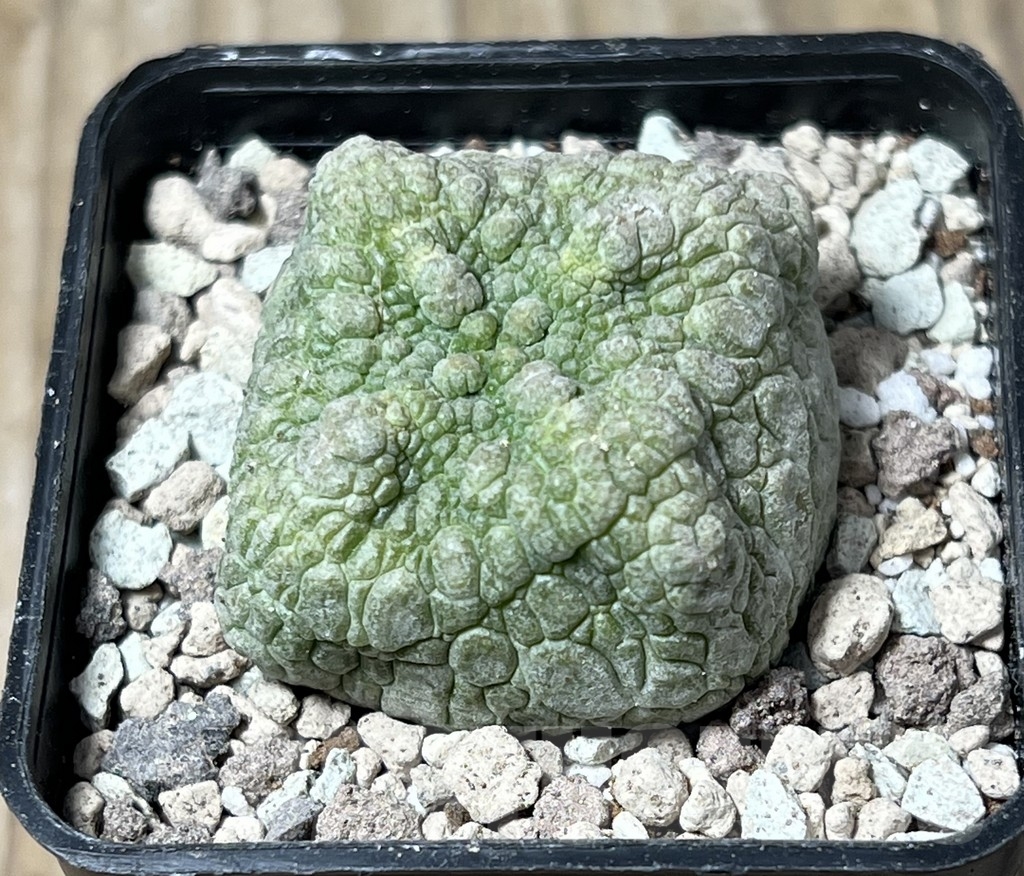 SHPR16728 Pseudolithos cubiformis