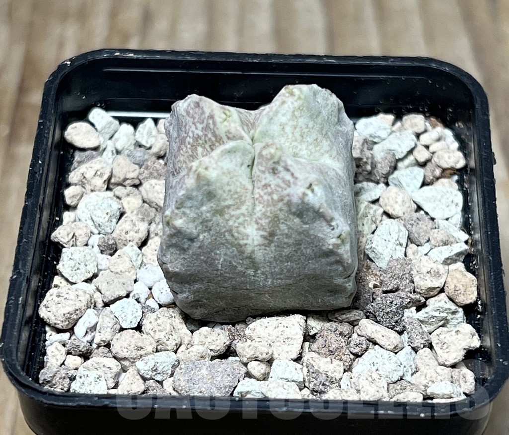 SHPR16747 Whitesloanea crassa - Image 2