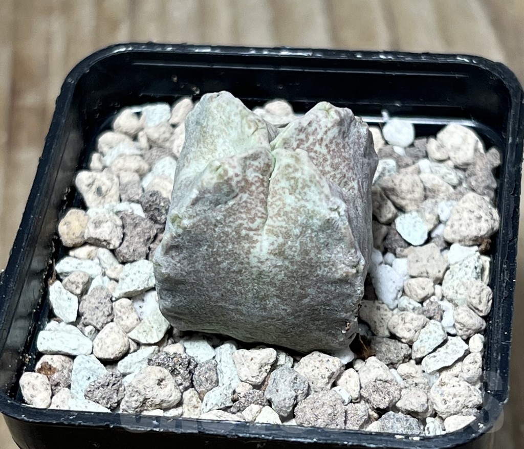 SHPR16747 Whitesloanea crassa - Image 3