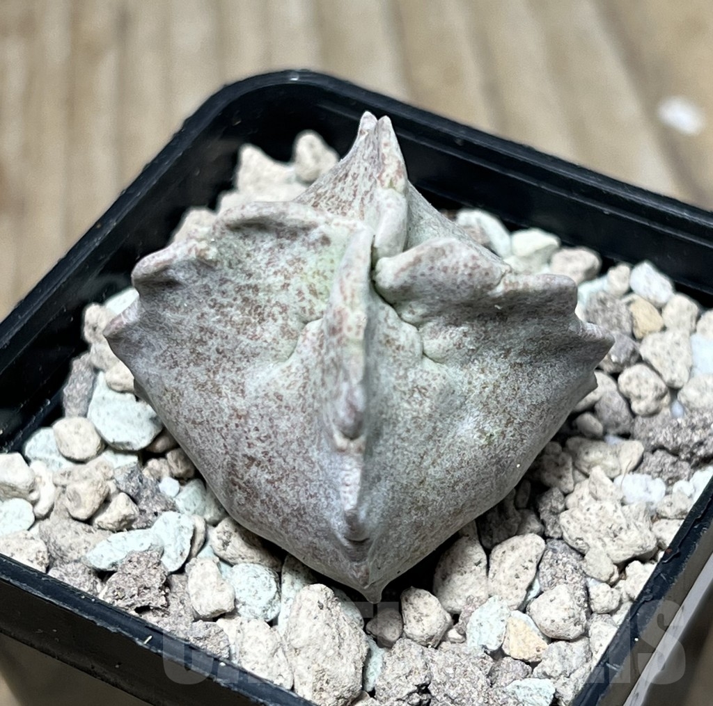 SHPR16749 Whitesloanea crassa - immagine 2