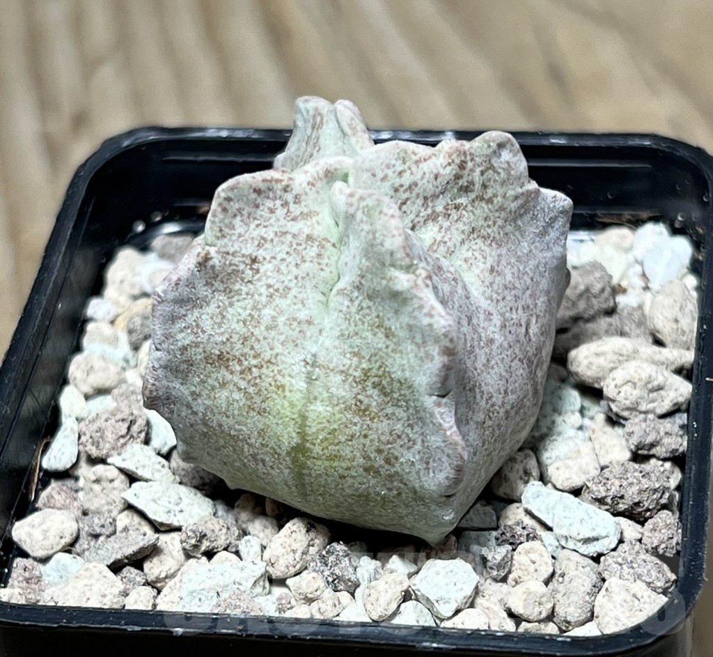 SHPR16749 Whitesloanea crassa