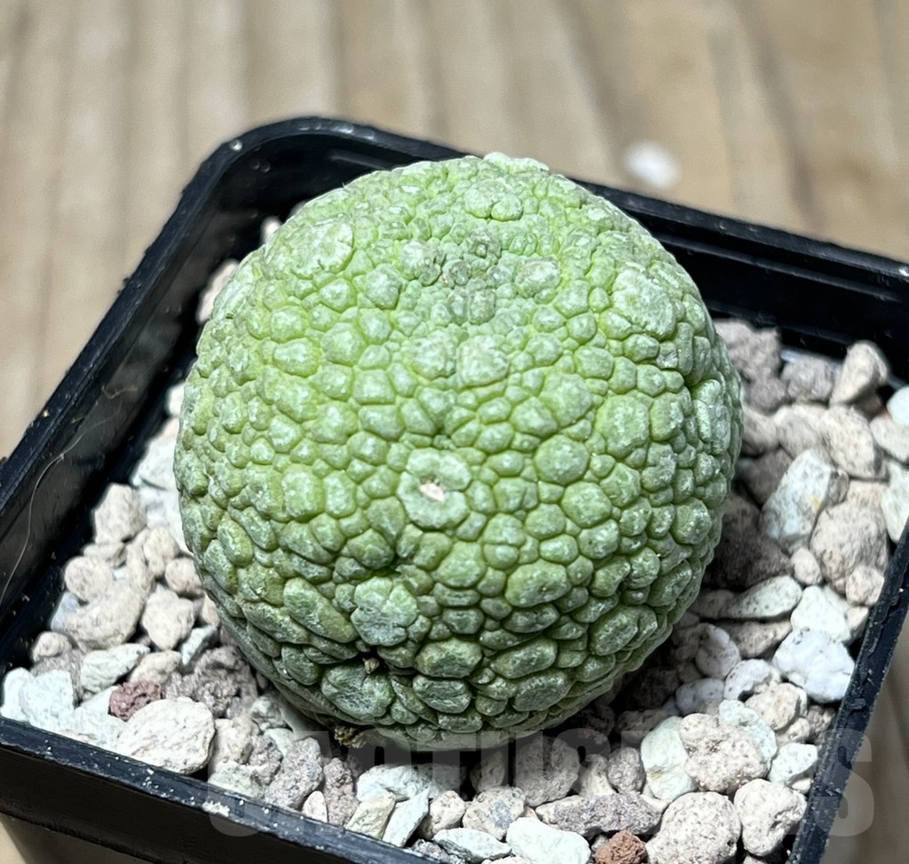 SHPR16752 Pseudolithos migiurtinus