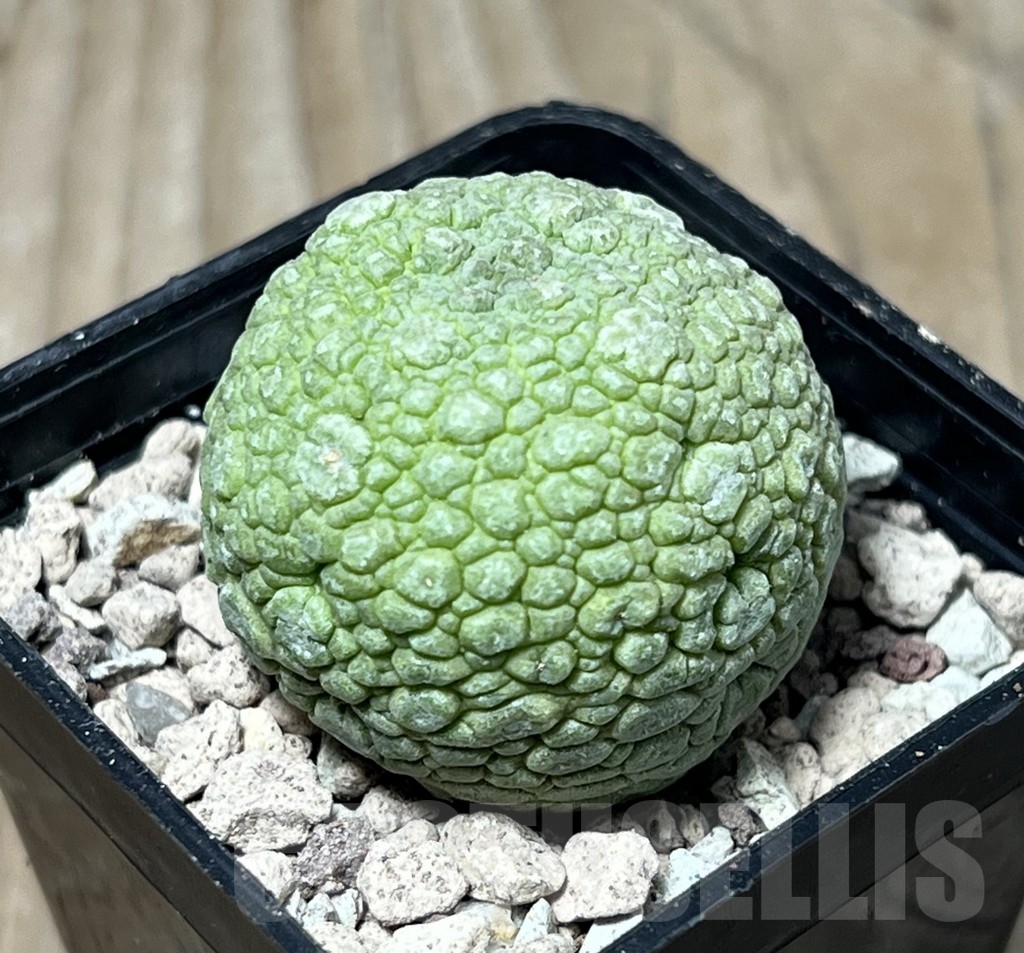 SHPR16752 Pseudolithos migiurtinus - Зображення 2