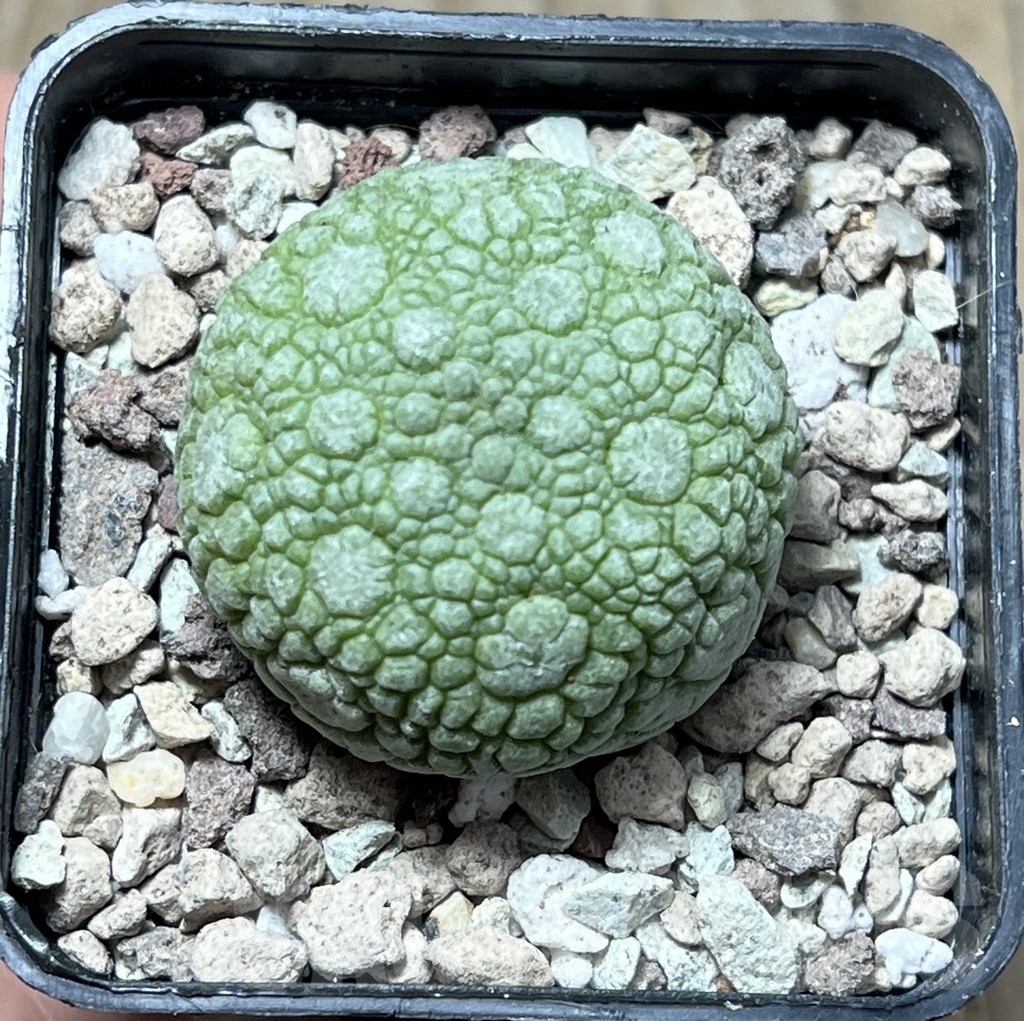 SHPR16754 Pseudolithos migiurtinus