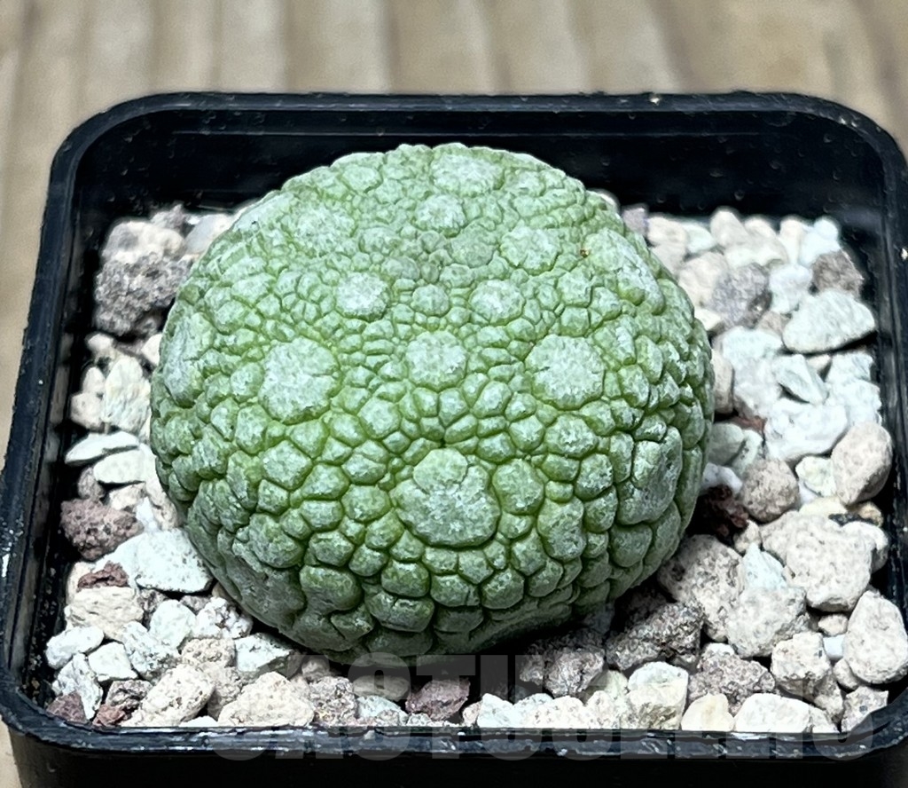 SHPR16754 Pseudolithos migiurtinus - Image 2