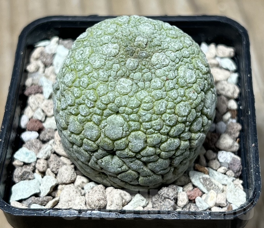 SHPR16758 Pseudolithos migiurtinus - Image 2