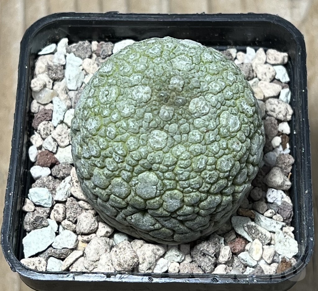 SHPR16758 Pseudolithos migiurtinus