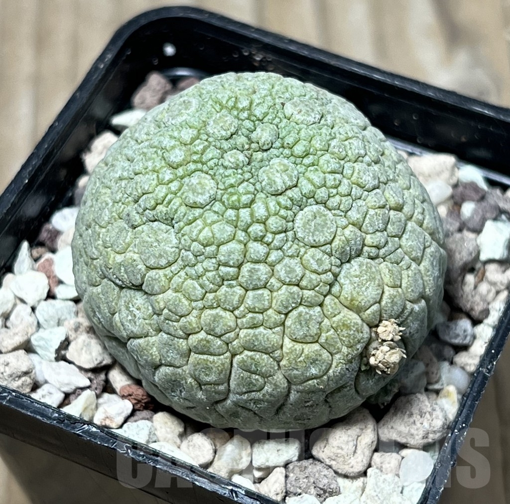 SHPR16759 Pseudolithos migiurtinus