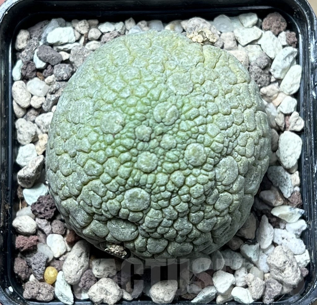 SHPR16759 Pseudolithos migiurtinus - Image 2