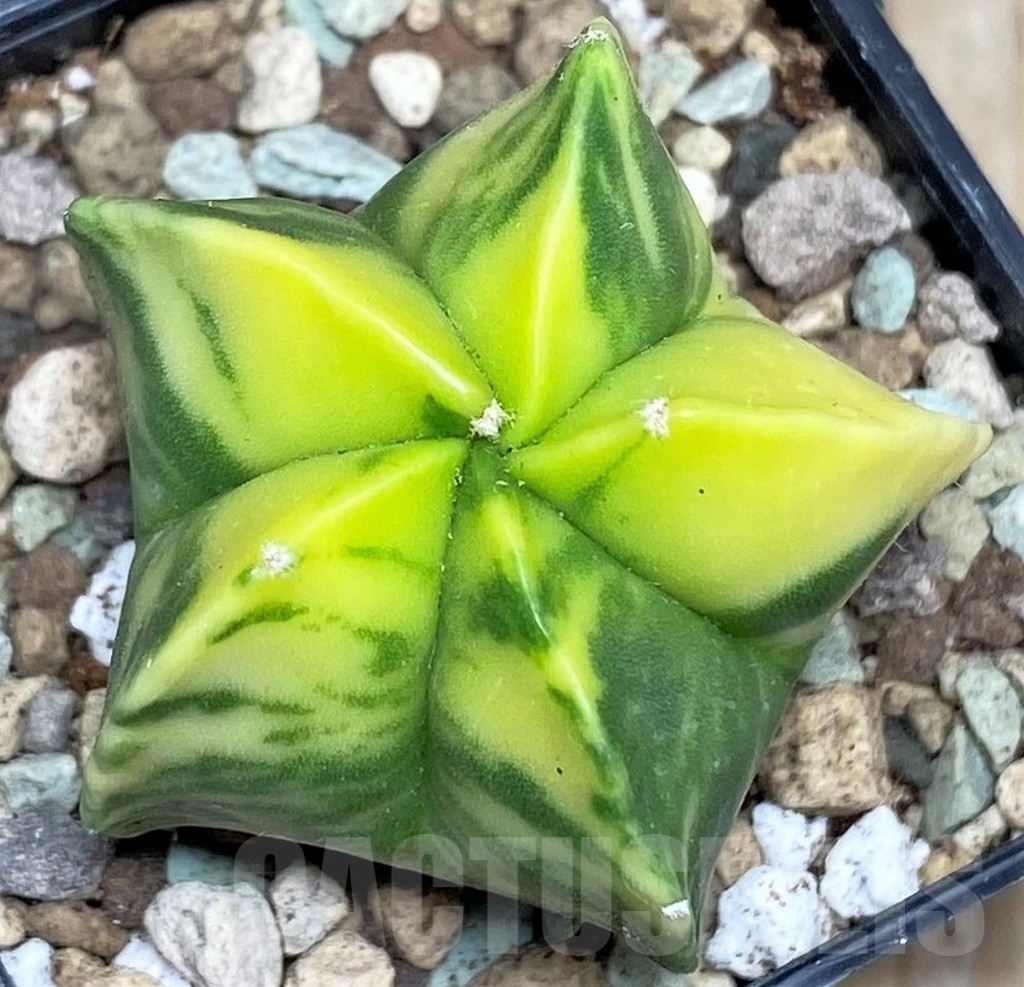 SHPR16609 Astrophytum myriostigma f. variegata - Image 2