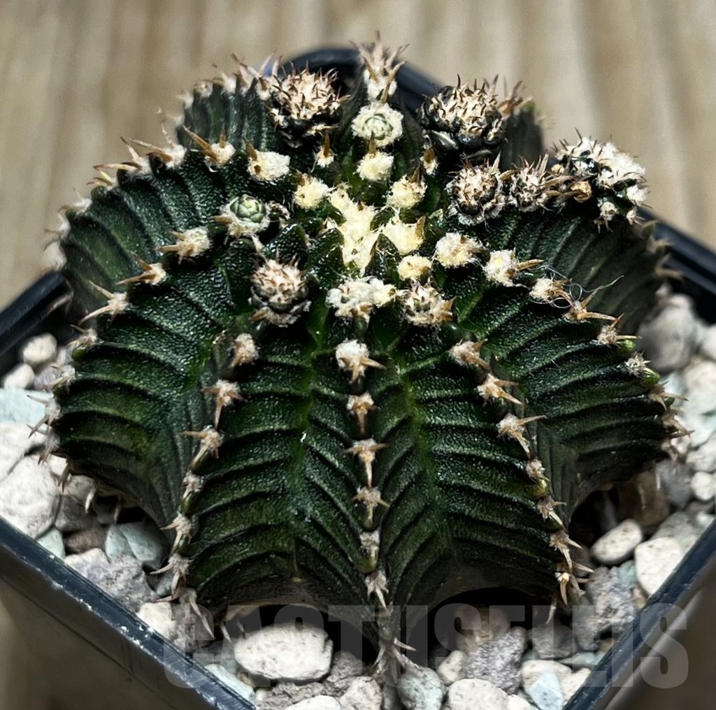 SHPR16766 Gymnocalycium mihanovichii 'Black Dragon'