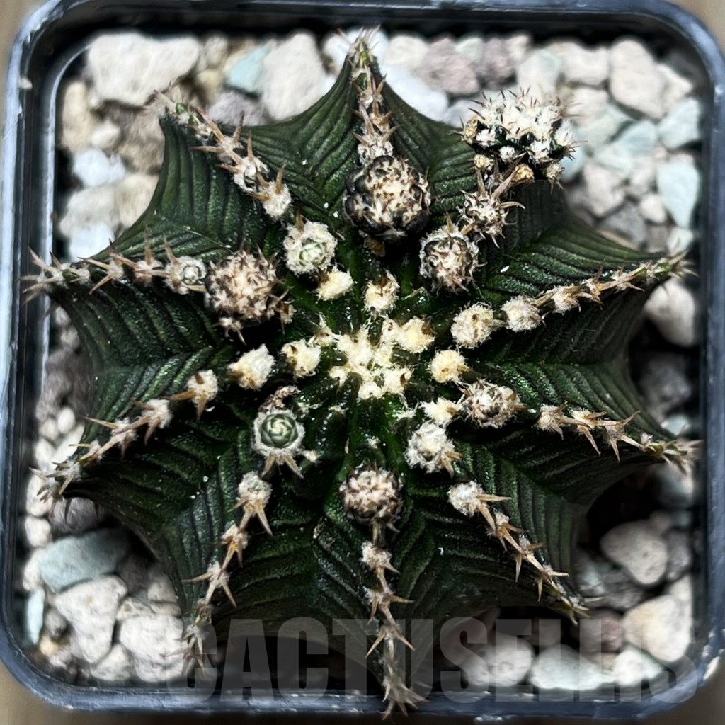 SHPR16766 Gymnocalycium mihanovichii 'Black Dragon' – Bild 2