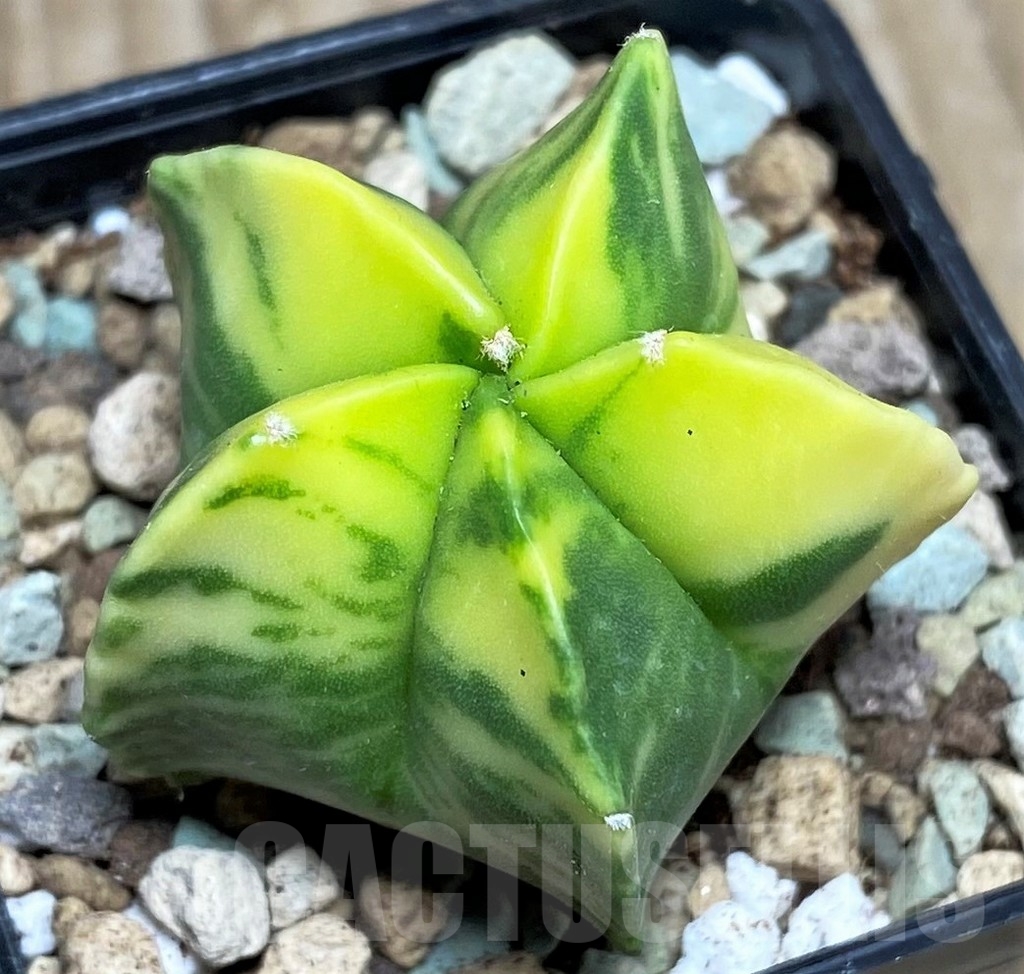 SHPR16609 Astrophytum myriostigma f. variegata