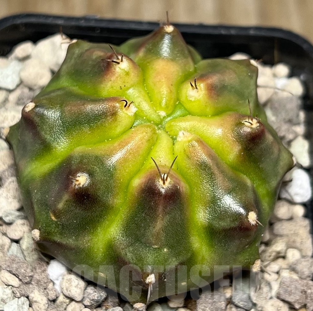 SHPR16769 Gymnocalycium mihanovichii 'Kongjak' - Image 2