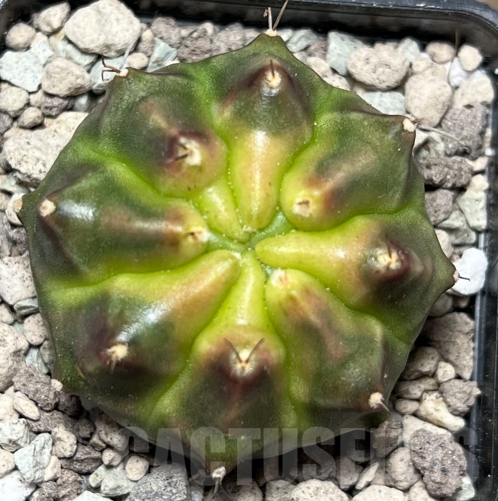 SHPR16769 Gymnocalycium mihanovichii 'Kongjak'