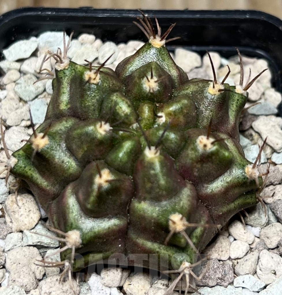 SHPR16770 Gymnocalycium mihanovichii 'Purple Nebula' - Obrázek 2