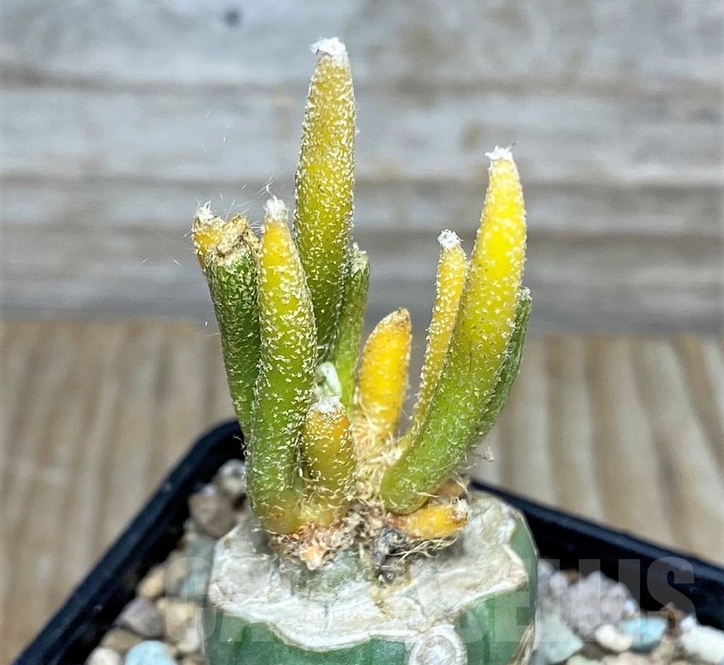 SHPR16613 Astrophytum digitostigma caput-medusae f. variegata, grafted