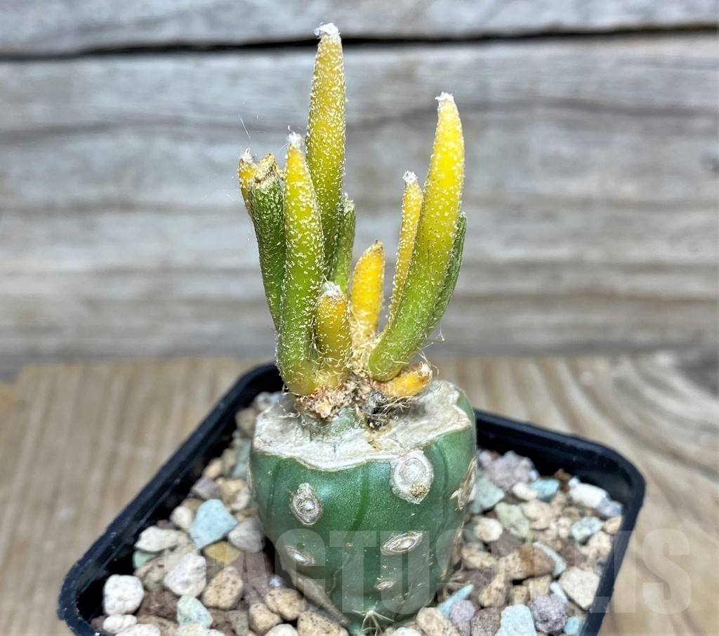 SHPR16613 Astrophytum digitostigma caput-medusae f. variegata, grafted - Image 2