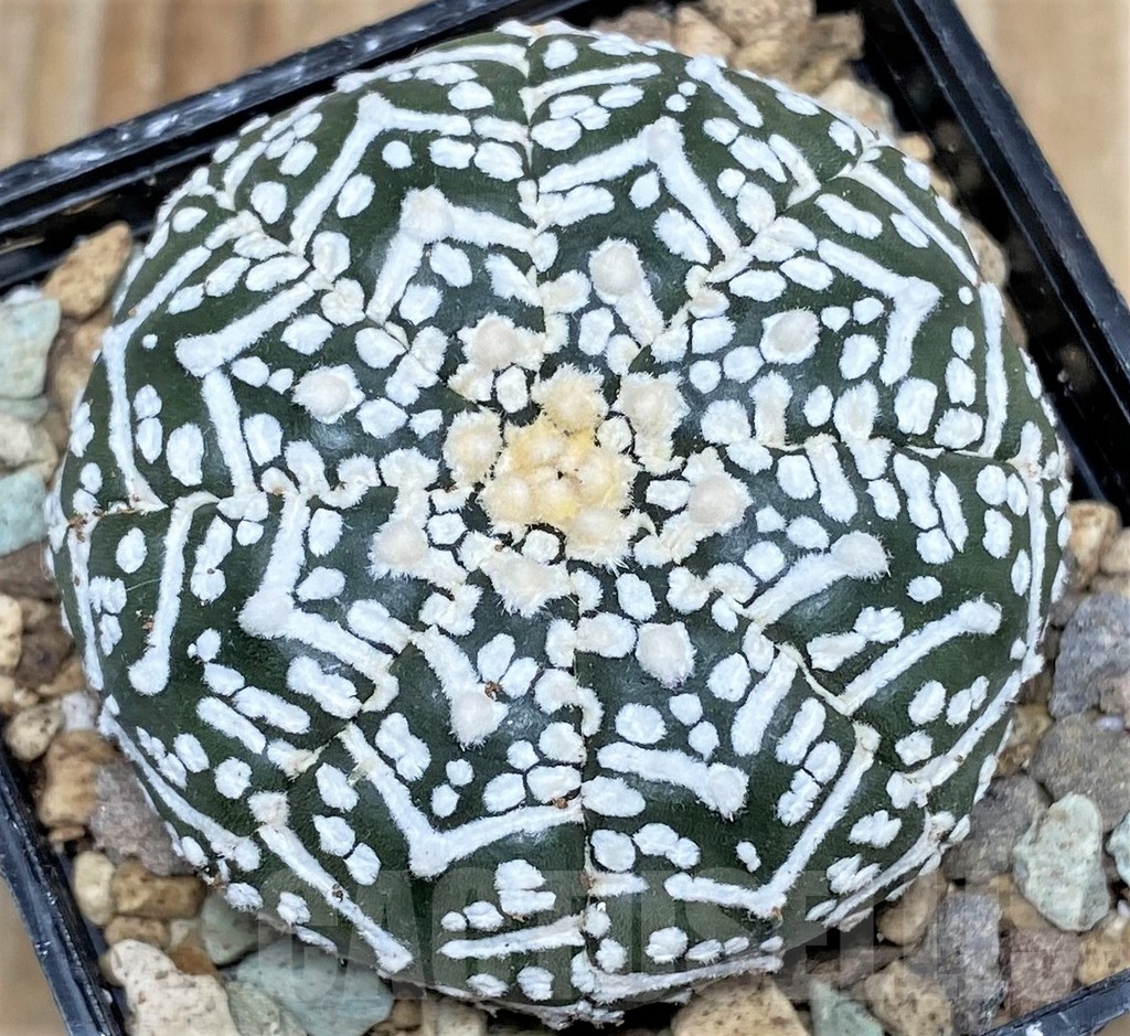 SHPR16614 Astrophytum asterias ‘Super Kabuto’ V-type – Image 2