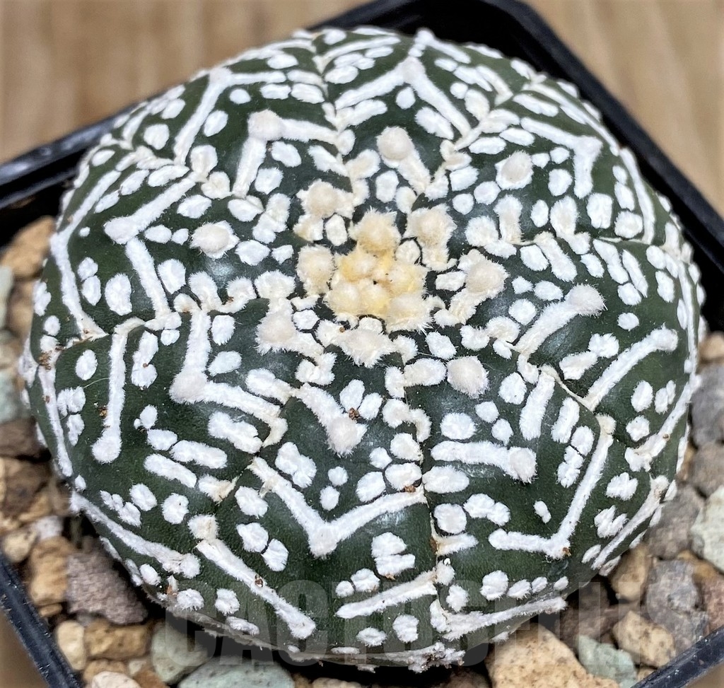 SHPR16614 Astrophytum asterias ‘Super Kabuto’ V-type