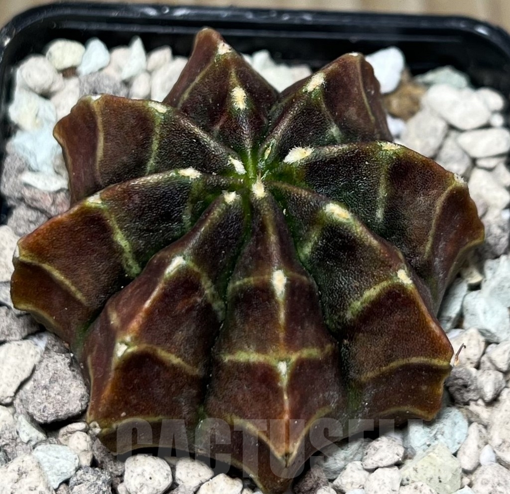 SHPR16772 Gymnocalycium mihanovichii 'Motha' - immagine 2