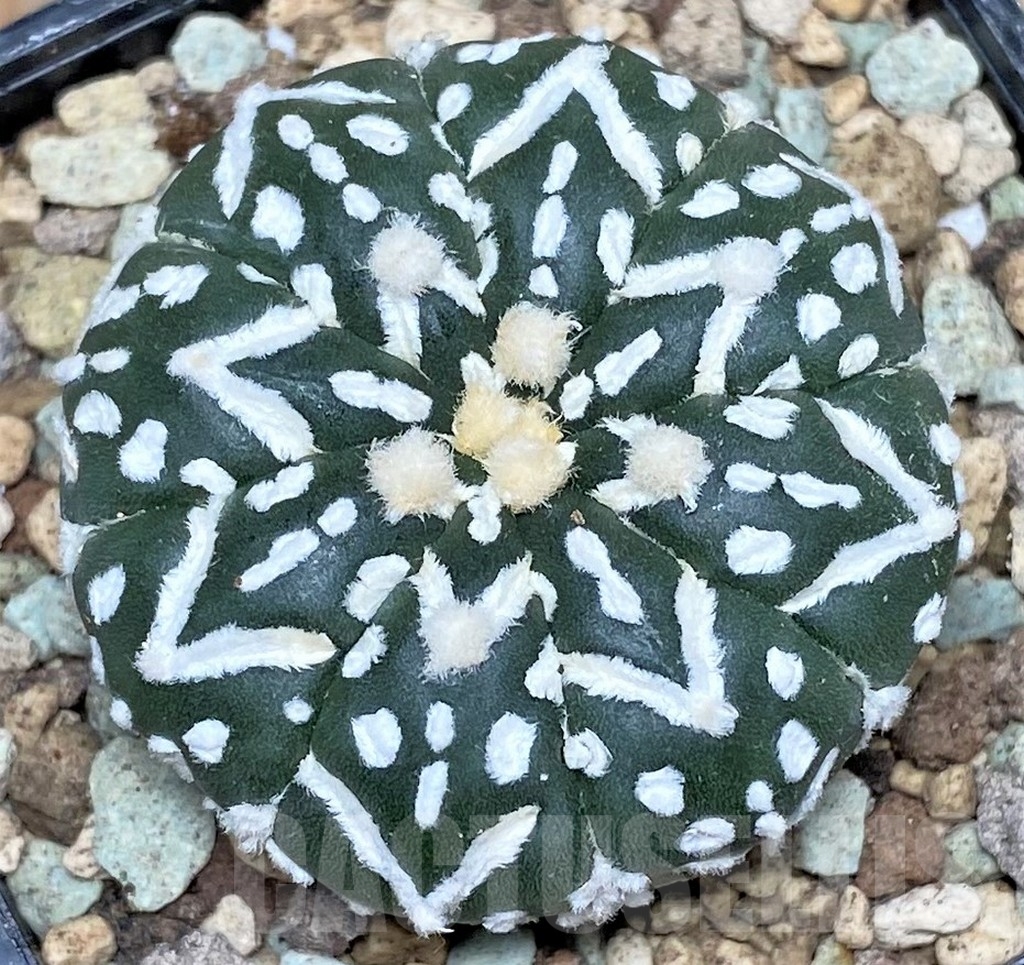 SHPR16615 Astrophytum asterias ‘Super Kabuto’ V-type