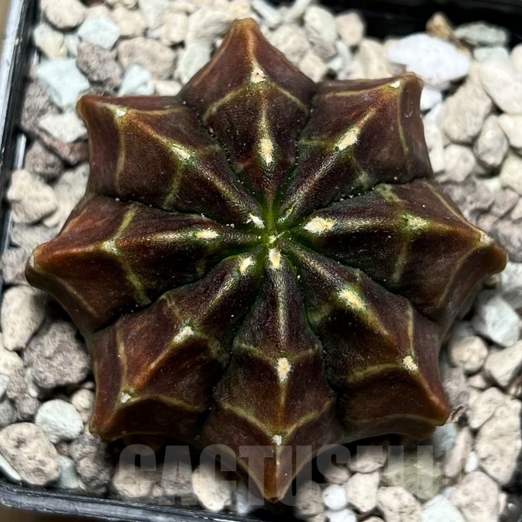 SHPR16772 Gymnocalycium mihanovichii 'Motha'