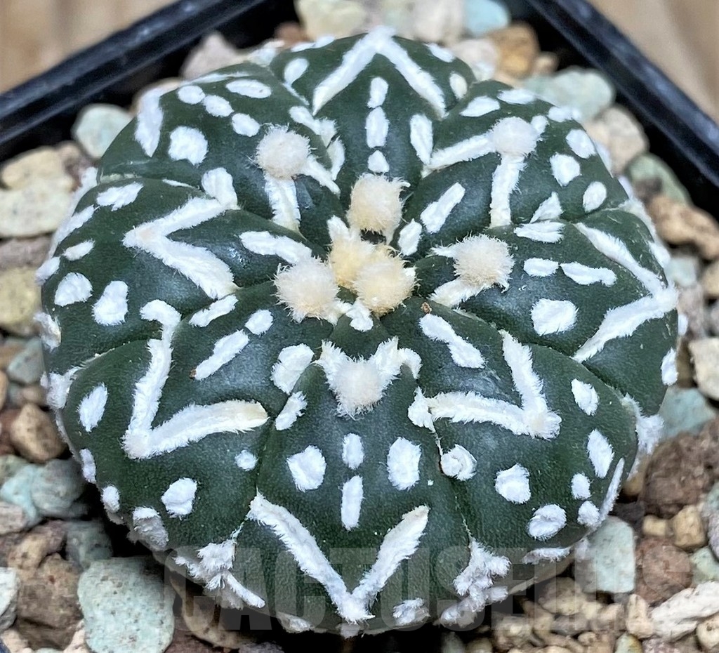 SHPR16615 Astrophytum asterias ‘Super Kabuto’ V-type – Image 2
