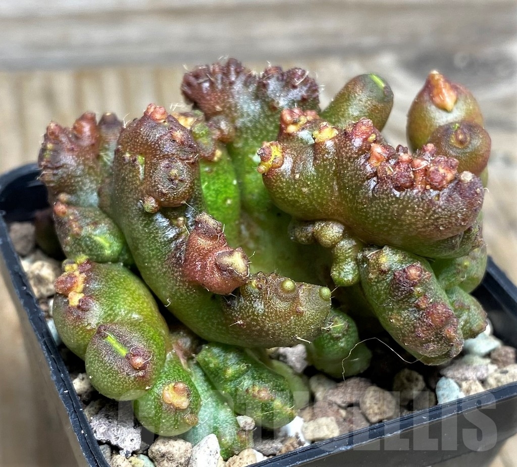 SHPR16616 Echinopsis 'Chocolate' f. monstrose