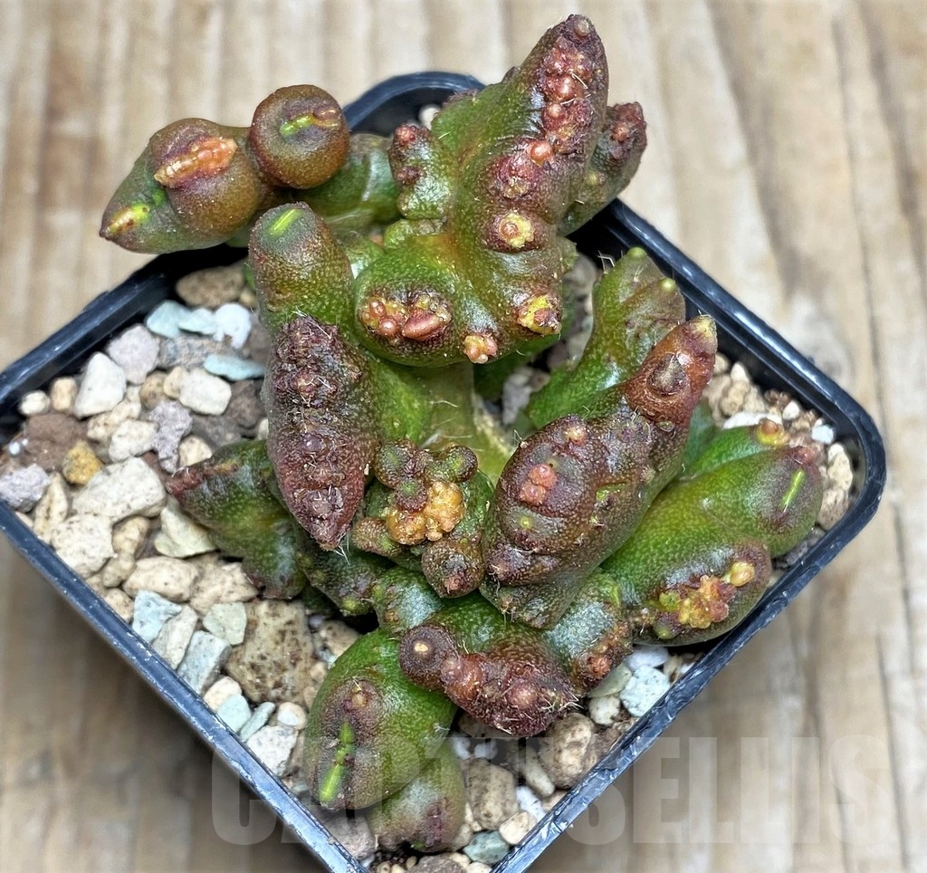 SHPR16616 Echinopsis 'Chocolate' f. monstrose - immagine 2