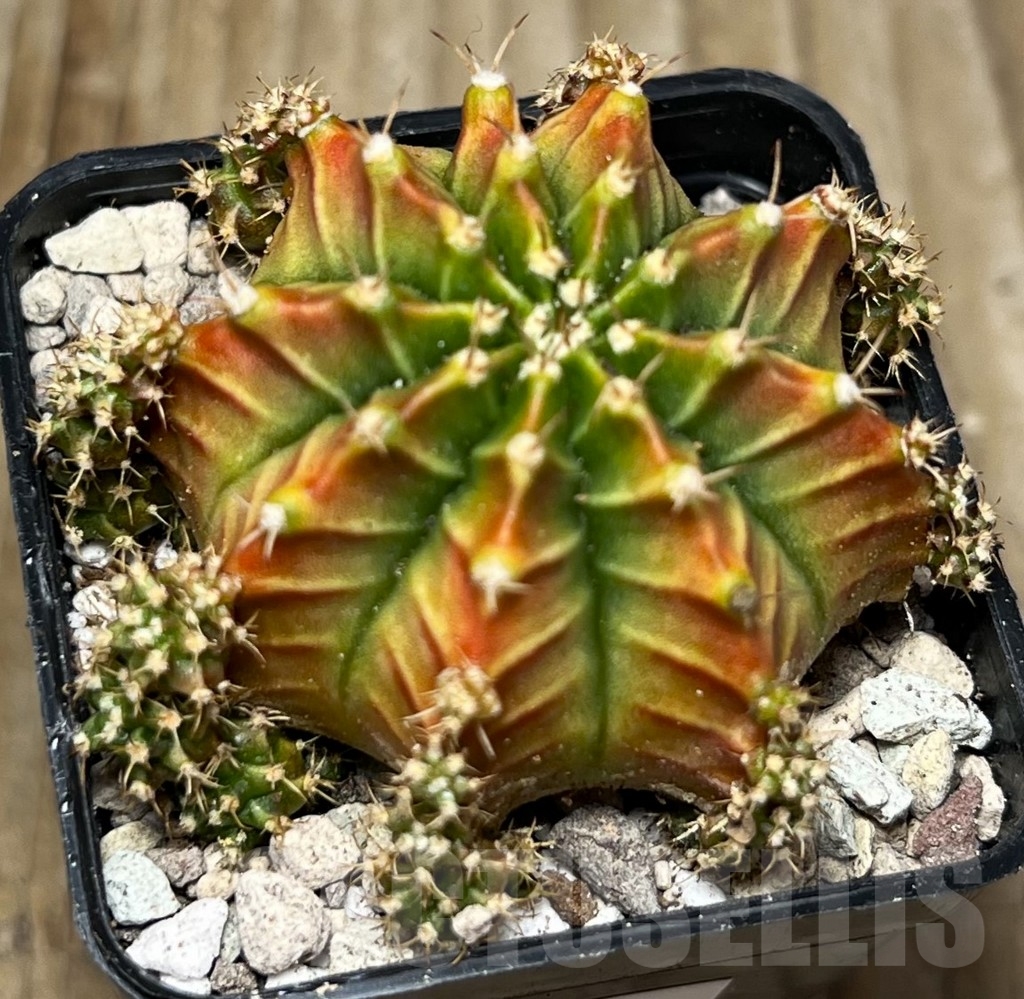 SHPR16777 Gymnocalycium mihanovichii 'Siramanee' - immagine 2