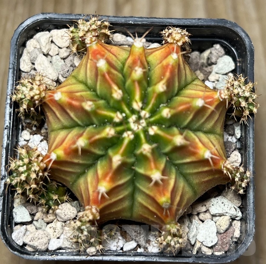 SHPR16777 Gymnocalycium mihanovichii 'Siramanee'