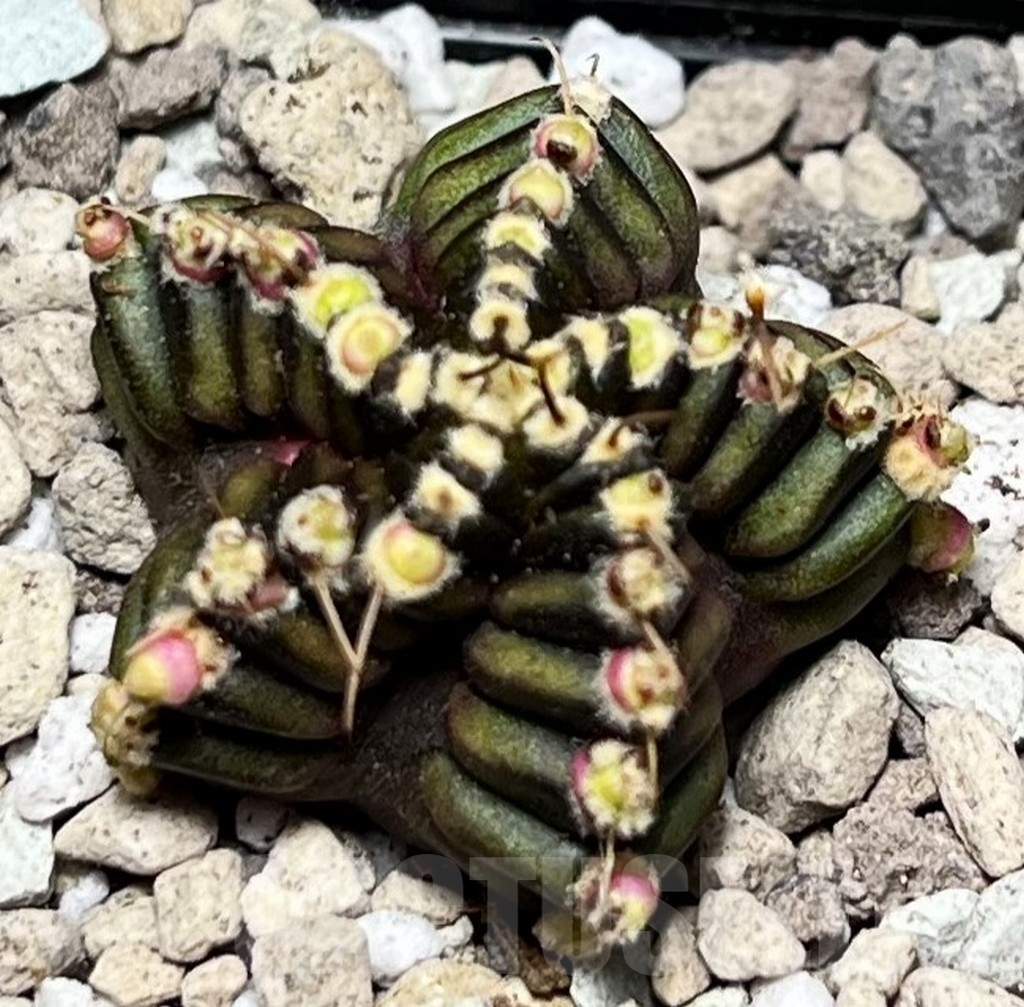 SHPR16778 Gymnocalycium mihanovichii 'North Star B'