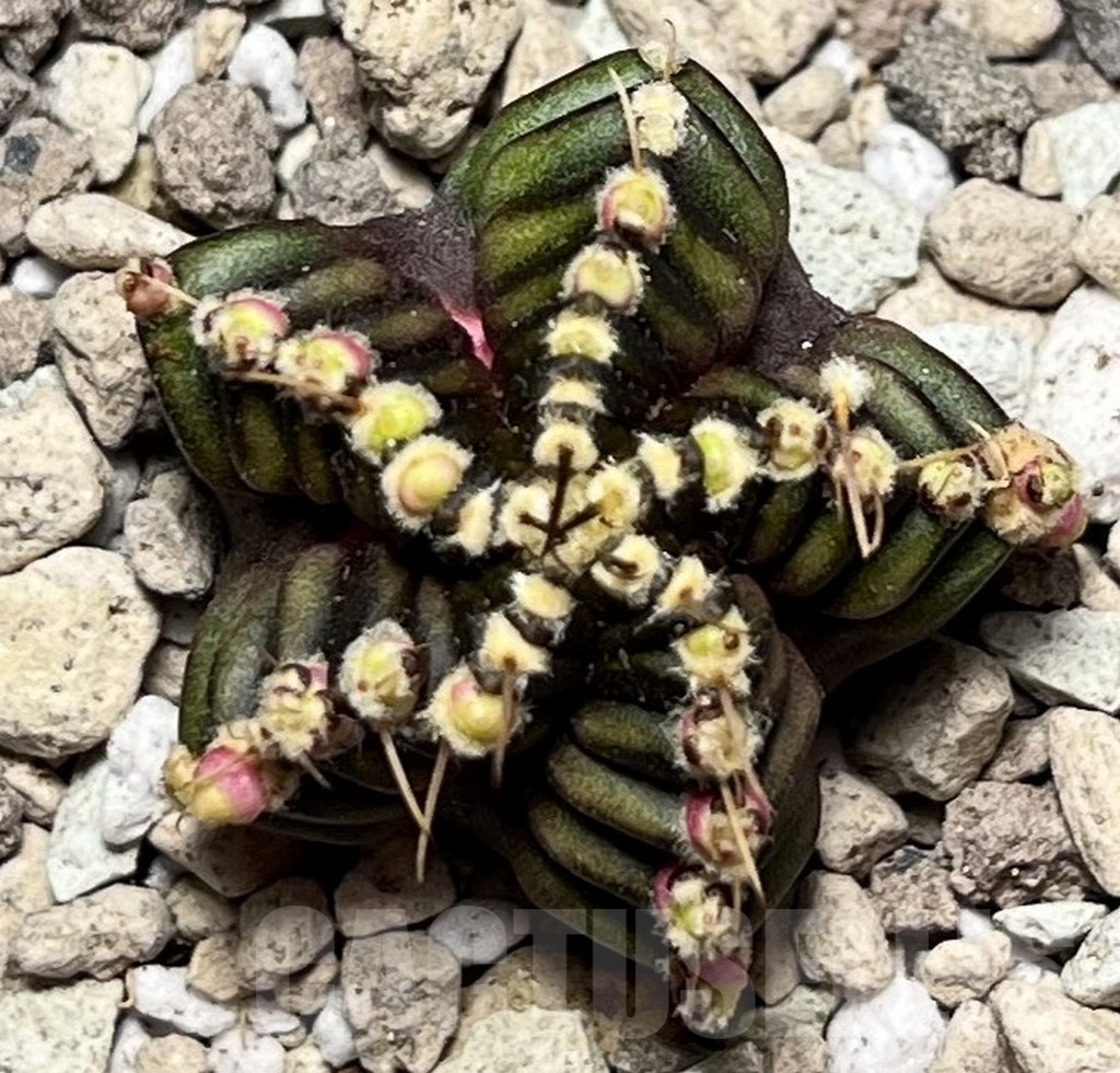 SHPR16778 Gymnocalycium mihanovichii 'North Star B' - Зображення 2