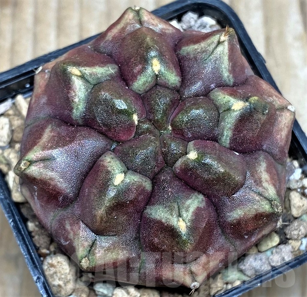 SHPR16621 Gymnocalycium mihanovichii ‘Day Dream’